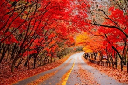 Mùa lá đỏ Hàn Quốc vào tháng mấy? 5 điểm ngắm mùa thu lá đỏ đẹp nhất