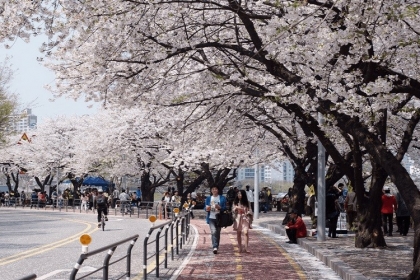 Top 8 địa điểm ngắm hoa anh đào ở Hàn Quốc khiến bao du khách mê mẩn