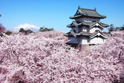 Đi du lịch Nhật Bản tháng 4, 5,6 trải nghiệm gì? Khám phá 6 công viên ngắm hoa xuân nổi tiếng