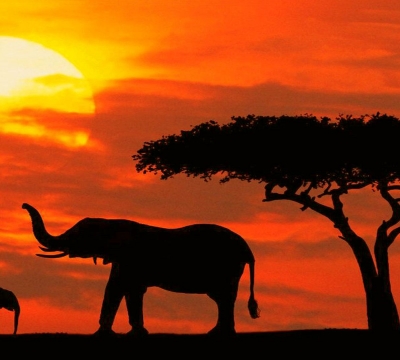 Du lịch Châu Phi 8 ngày khám phá Kenya